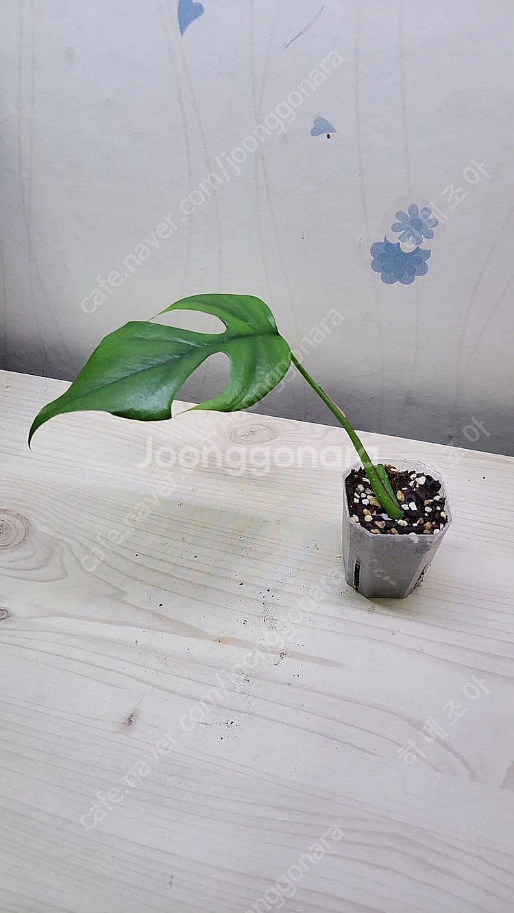 옐로우히메,베놈,화이트민트히메,무늬히메,풀민트히메,실버클라우드 등등 여러 희귀식물 분양해요--7